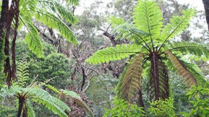 世界自然遺産エリア「金作原」で亜熱帯の森をお散歩